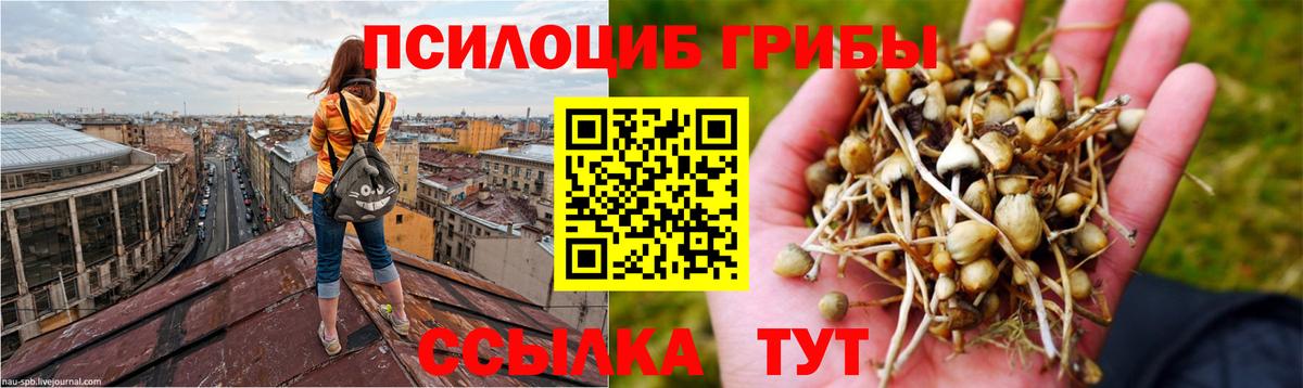 Псилоцибиновые грибы мицелий Приморско-Ахтарск
